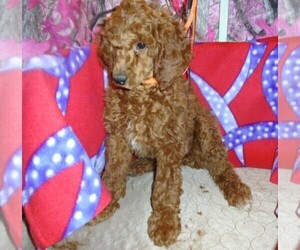 Poodle (Standard) Puppy for sale in HOWE, ID, USA