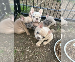 French Bulldog Puppy for sale in FOUR OAKS, NC, USA
