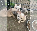Small Photo #1 French Bulldog Puppy For Sale in FOUR OAKS, NC, USA