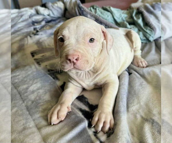 Medium Photo #4 Staffordshire Bull Terrier Puppy For Sale in San Diego, CA, USA