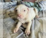 Small #3 Staffordshire Bull Terrier
