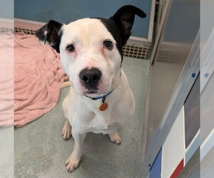 Mutt Dogs for adoption in Plano, TX, USA