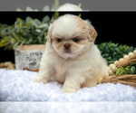 Small #3 Shih Tzu