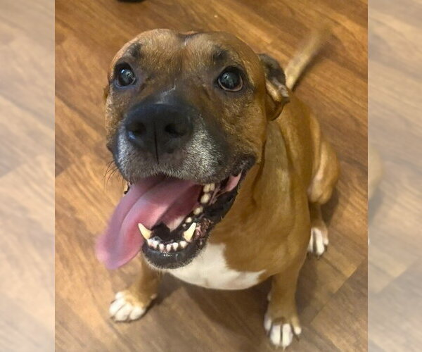 Medium Photo #7 Boxer Puppy For Sale in Austin, TX, USA