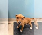 HAZEL - Female Mutt Dog for Adoption - Small photo