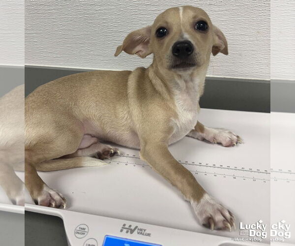 Medium Photo #2 Chihuahua-Unknown Mix Puppy For Sale in Washington, DC, USA