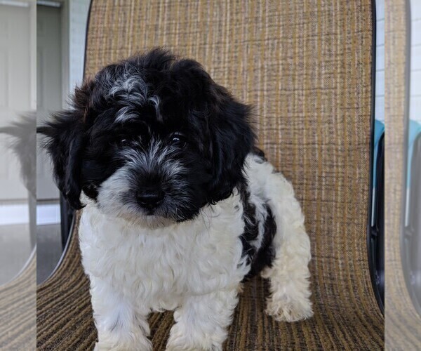 Medium Photo #1 ShihPoo Puppy For Sale in FREDERICKSBURG, OH, USA