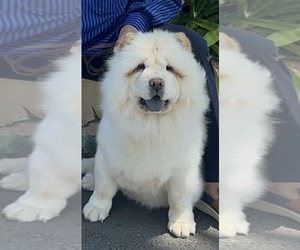 Mother of the Chow Chow puppies born on 09/12/2026