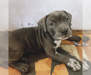 American Bully Puppy for sale in NEW YORK, NY, USA