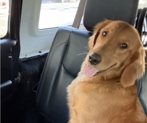 Mother of the Golden Retriever puppies born on 10/06/2025