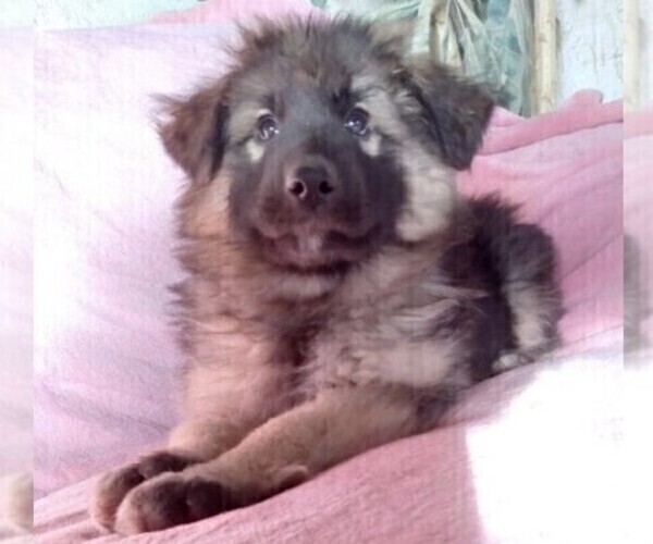 Medium Photo #1 King Shepherd Puppy For Sale in YUCCA VALLEY, CA, USA