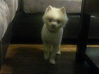 Small Photo #3 Pomeranian Puppy For Sale in INTERNATIONAL FALLS, MN, USA