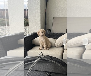 Goldendoodle Puppy for sale in SAN JOSE, CA, USA
