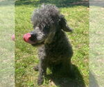 Small #2 Poodle (Miniature)