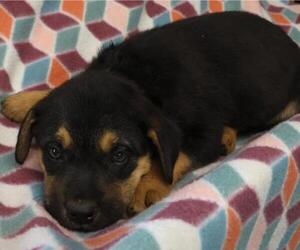 Mutt Dogs for adoption in Thief River Falls, MN, USA