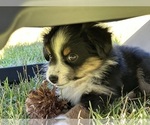 Puppy Puppy 1 Louise Miniature Australian Shepherd