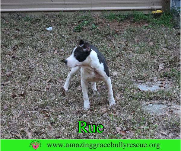 Medium Photo #4 Bulldog-Unknown Mix Puppy For Sale in Milton, FL, USA