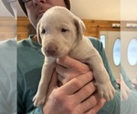 Small #35 Labrador Retriever