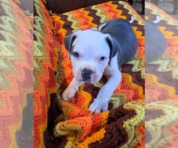 Medium Photo #1 American Bully Puppy For Sale in SHINGLE SPRINGS, CA, USA