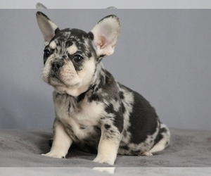 French Bulldog Puppy for sale in NEW YORK, NY, USA
