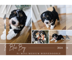 Bernedoodle Puppy for sale in SOMERSET, KY, USA