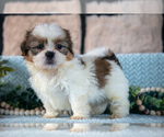 Small #4 Shih Tzu