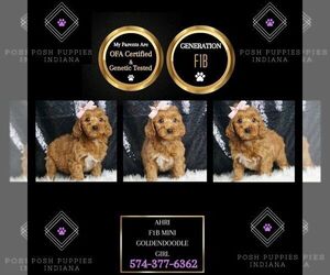 Goldendoodle (Miniature) Puppy for sale in WARSAW, IN, USA
