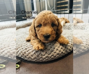 Goldendoodle (Miniature) Puppy for sale in ORANGE CITY, FL, USA