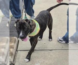 Mutt Dogs for adoption in Decatur, IL, USA