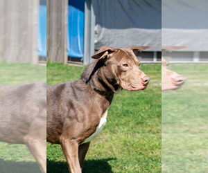 Mutt Dogs for adoption in Abbeville, LA, USA