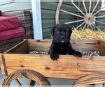 Puppy Light Blue Rotticorso