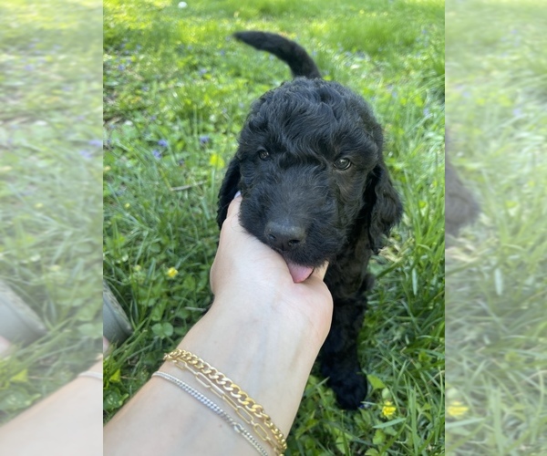 Medium Photo #23 Goldendoodle Puppy For Sale in LOTHIAN, MD, USA