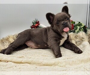 French Bulldog Puppy for sale in TOPEKA, IN, USA