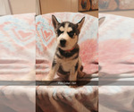 Puppy Puppy 2 German Shepherd Dog-Siberian Husky Mix