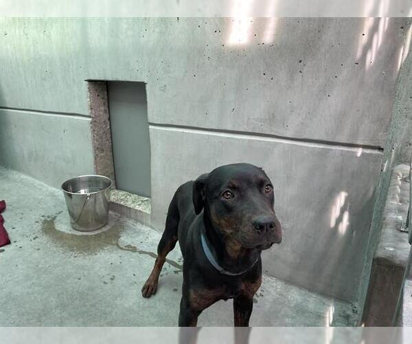 Medium Photo #1 Labrador Retriever Puppy For Sale in Pasadena, CA, USA