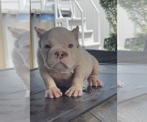 American Bully Puppy for sale in FREEPORT, NY, USA