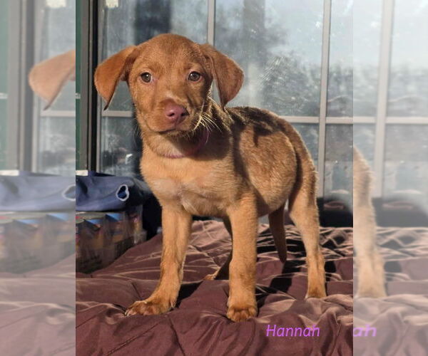 Medium Photo #4 Labrador Retriever-Unknown Mix Puppy For Sale in Brewster, NY, USA