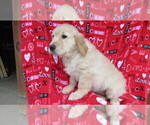 Small Photo #6 Golden Retriever Puppy For Sale in PORT TREVORTON, PA, USA