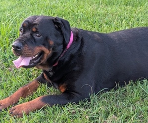 Mother of the Rottweiler puppies born on 09/03/2025