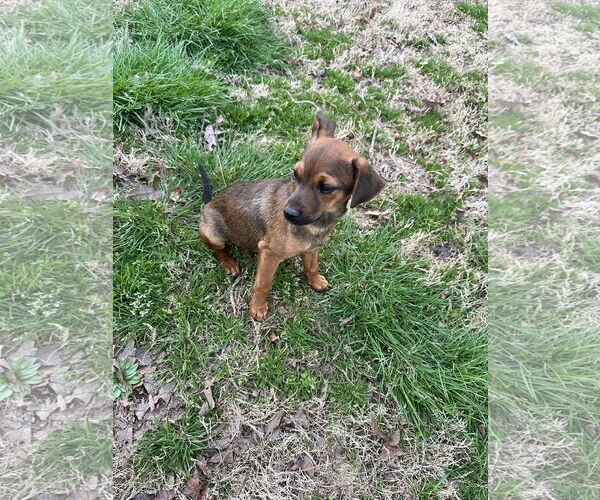 Medium Photo #5 Chihuahua-Unknown Mix Puppy For Sale in Ball Ground, GA, USA