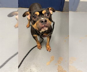 Mutt Dogs for adoption in Peoria, IL, USA