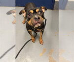 ROLLA - Female Mutt Dog for Adoption - Small photo