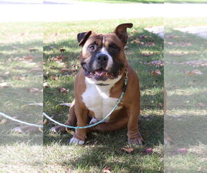 Bulldog Dogs for adoption in Parker Ford, PA, USA