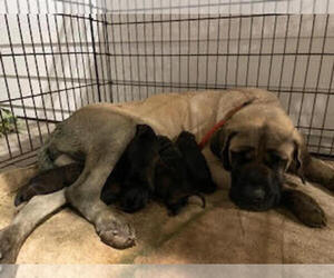 Mother of the Mastiff puppies born on 02/15/2024