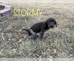 Small Photo #11 German Shorthaired Pointer Puppy For Sale in PLAINVIEW, TX, USA