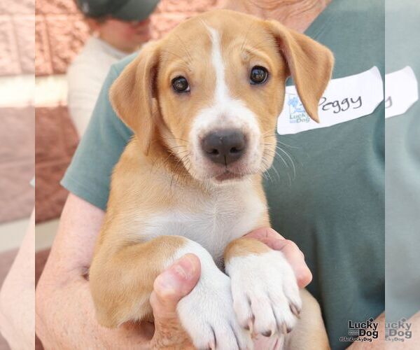 Medium Photo #3 Retriever -Unknown Mix Puppy For Sale in Washington, DC, USA