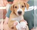 Small #2 Retriever  Mix