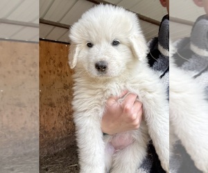 Great Pyrenees Puppy for sale in LIVINGSTON, MT, USA