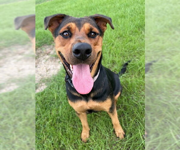 Medium Photo #2 Rottweiler-Unknown Mix Puppy For Sale in Conroe, TX, USA