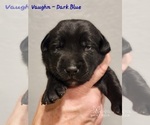 Small Photo #51 Labrador Retriever Puppy For Sale in POCAHONTAS, IL, USA